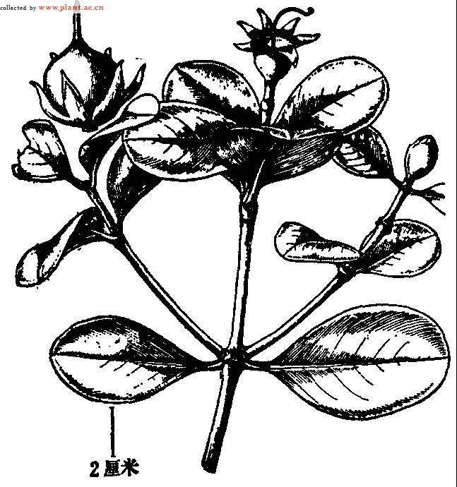 海桑 sonneratia caseolaris (linn.) engl.