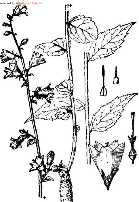 杏叶沙参Adenophora humanensis Nannf. _植物