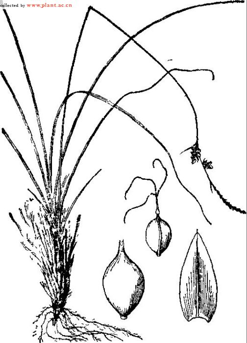 黄囊苔草 Carex korshinskii