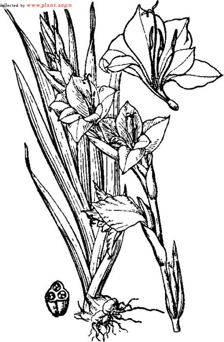 唐菖蒲 gladiolus gandavensis van houtte