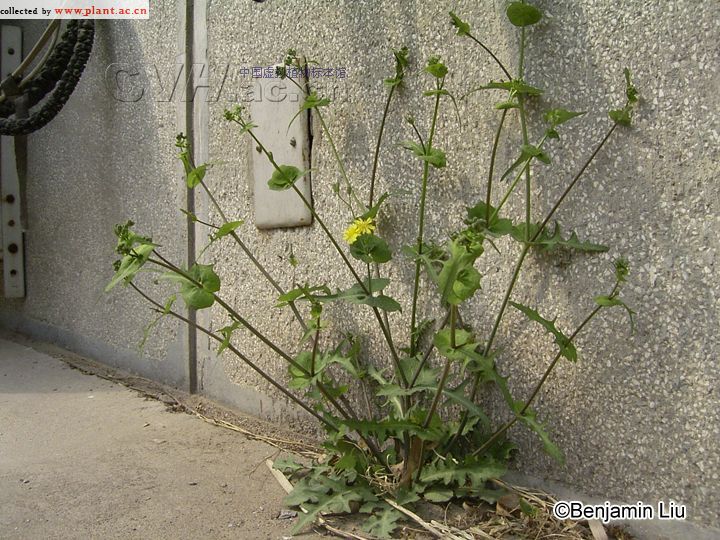 抱茎小苦荬Ixeridium sonchifolium (Maxim.) Shi