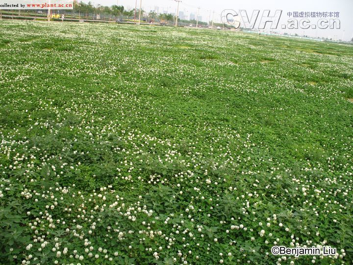 白车轴草Trifolium repens Linn.