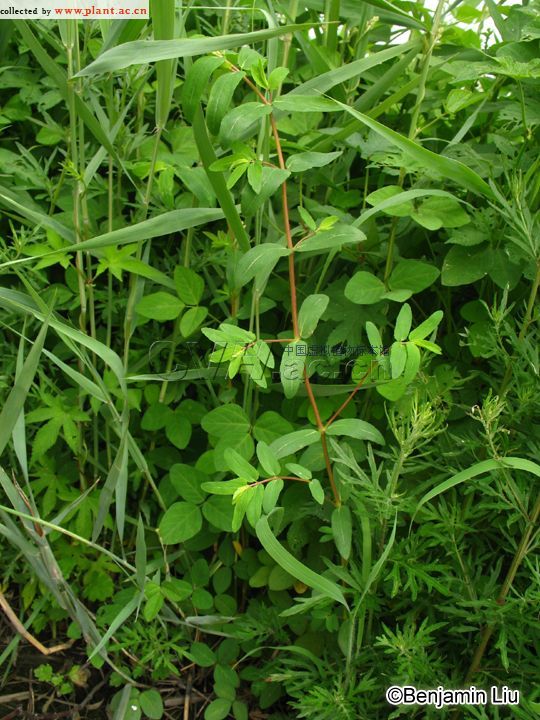 通奶草Euphorbia hypericifolia Linn.