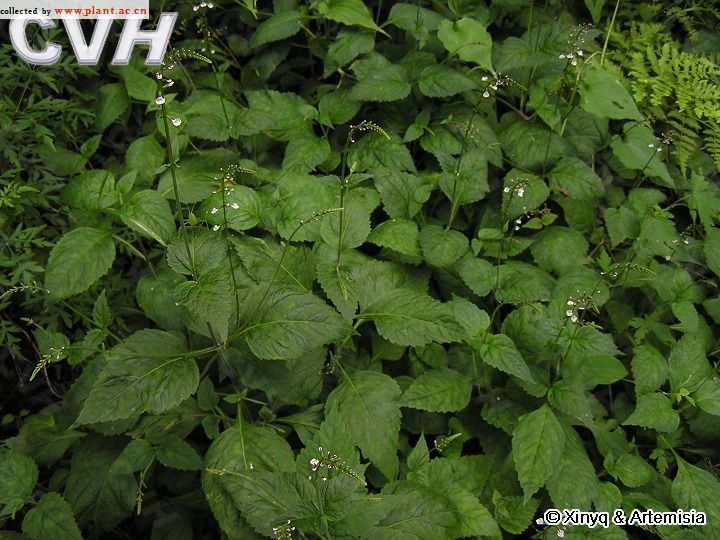 透骨草Phryma leptostachya Linn. subsp. asiati