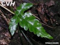 狗脊 Woodwardia japonica (L. F.) Sm.