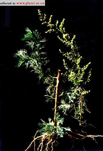 沙蒿Artemisia desertorum Spreng. _植物数据库