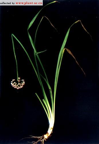 山韭Allium senescens Linn.