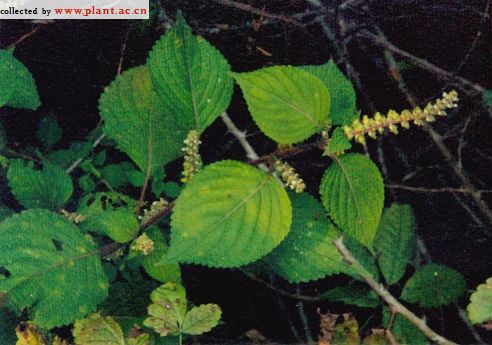野紫苏 perilla frutescens (l. ) britt. var. acuta (thu