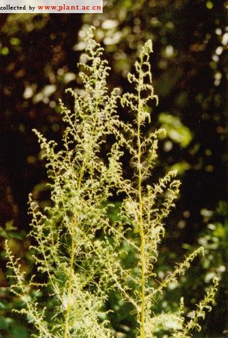 茵陈蒿 Artemisia capillaris Thunb.