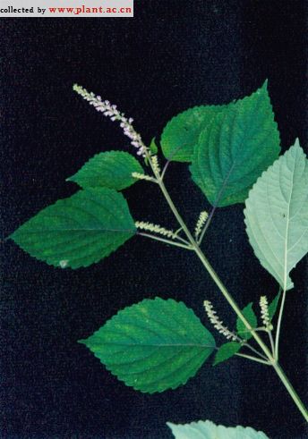 野紫苏 Perilla frutescens (L. ) Britt. Var. Acuta (