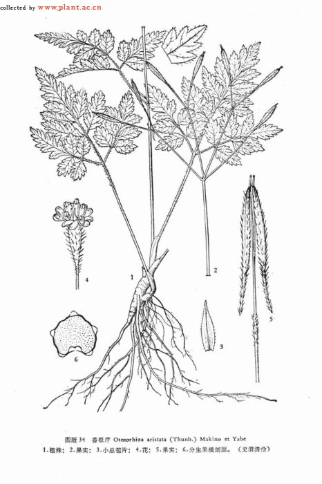 疏叶香根芹Osmorhiza aristata (Thunb.) Makino