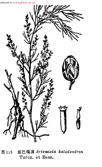 Картинки по запросу Artemisia halodendron
